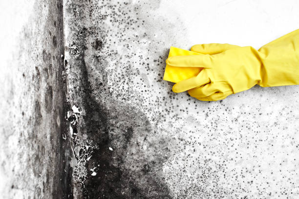 Professional Mold Removal in Ridgway, CO