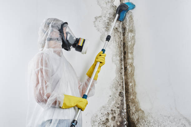 Home Mold Removal in Ridgway, CO