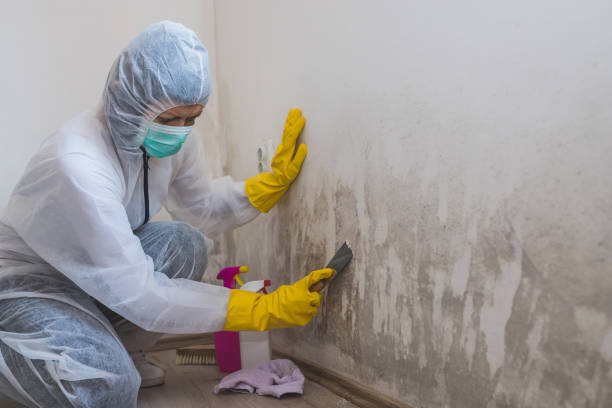 Best Home Mold Removal  in Ridgway, CO