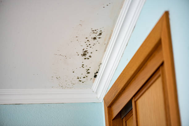 Best Affordable Mold Removal  in Ridgway, CO