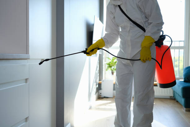 Best Certified Mold Removal  in Ridgway, CO