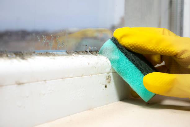 Best Black Mold Removal  in Ridgway, CO