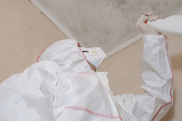 Best Fast Mold Removal  in Ridgway, CO