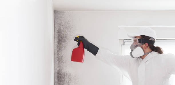 Best Residential Mold Removal  in Ridgway, CO