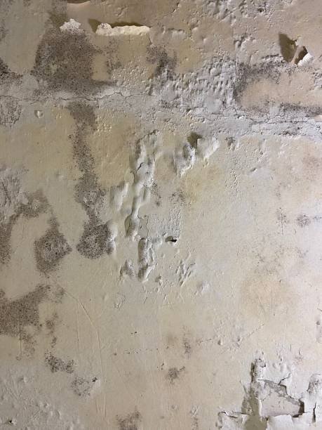 Mold Removal and Inspection in Ridgway, CO