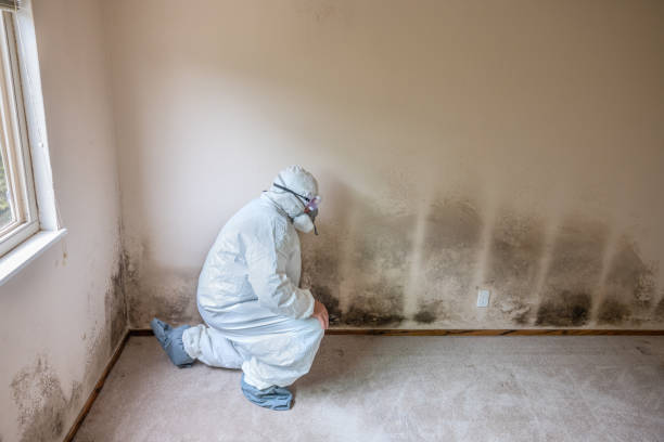 Best Professional Mold Removal  in Ridgway, CO