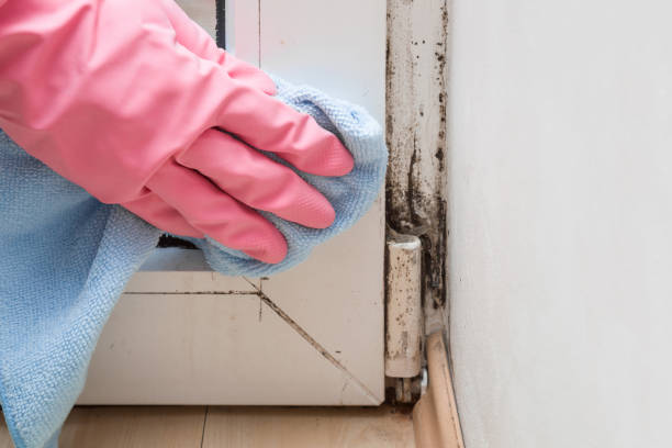 Best Attic Mold Removal  in Ridgway, CO