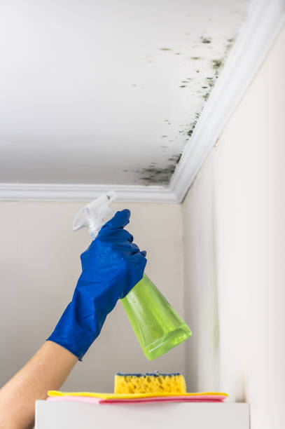 Best Mold Damage Repair  in Ridgway, CO